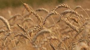 FDA says foods with toxic PFAS chemicals are ‘not a concern’